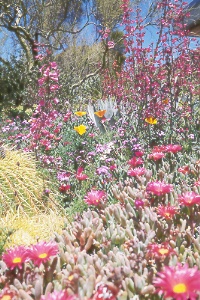 wildflower planting