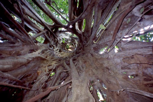 One can wander in the Xishuangbanna Tropical Botanical Garden all day and not see everything.