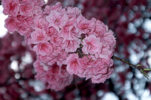 Hundreds of cherry, weeping Chinese crabapple, and other trees lined the paths.