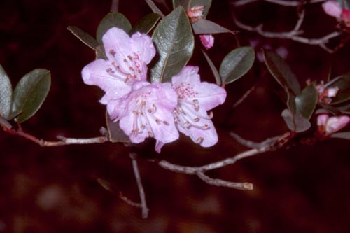 Rhododendron groves are one of the delights of the Himalaya in spring.