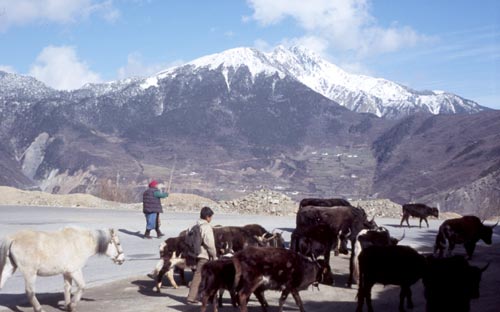 Fortunately I didn't have to "fight" traffic--the cows and yaks were very timid!