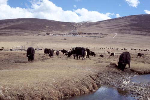 Most domesticated yaks are crossbreeds with cattle.