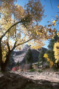 cottonwoods and slickrock along the Zion-Mt. Carmel Hwy.