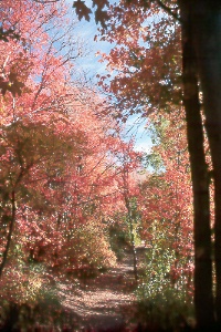 Rocky Mountain maples near Cascade Springs