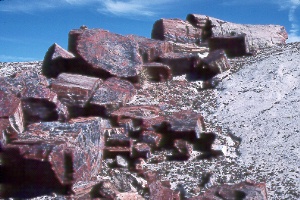 Crystal Forest in Petrified Forest Natl. Park