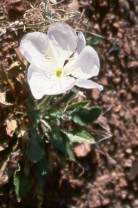 evening primrose (Oenothera caespitosa)