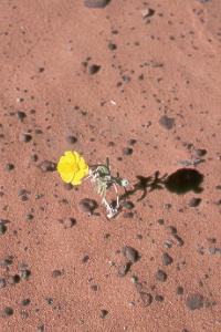 a wildflower in Snow Canyon State Park
