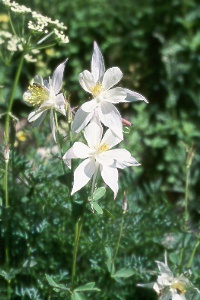 Colorado columbine (Aquilegia coerulea)