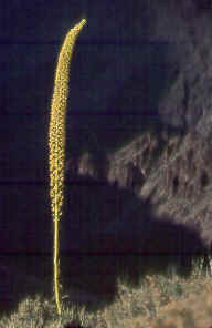 Utah agave or century plant (Agave utahensis)