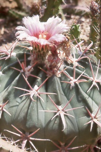 Texas horsecrippler (Homalocephala texensis)