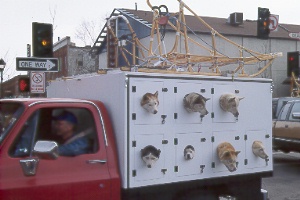 sled dogs in Flagstaff's Winterfest Parade