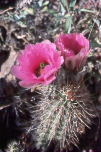 hedgehog cactus (Echinocereus sp.)