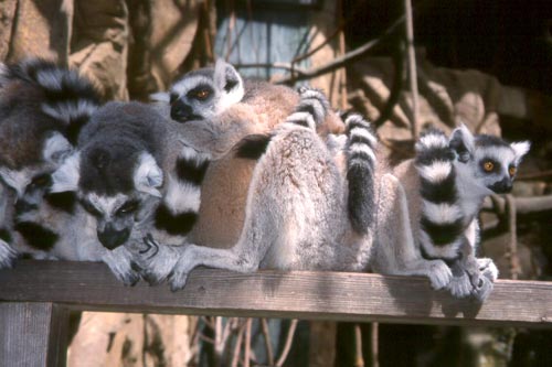 How many lemurs can you count?