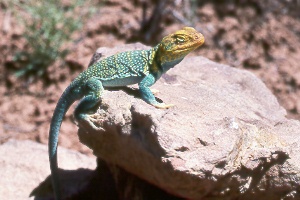 collared lizard (Crotaphytus collaris)