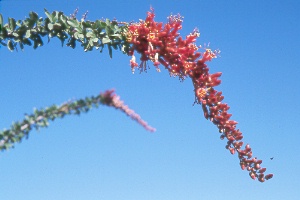 ocotillo (Fouquieria splendens)