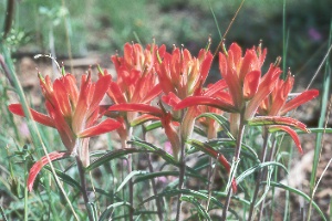 Indian paintbrush (Castilleja integra)