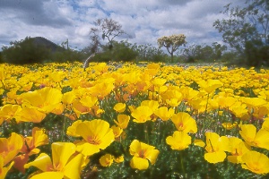 Mexican gold poppies (Eschscholtzia mexicana)