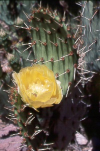 prickly pear cactus (Opuntia sp.) in Estes Canyon