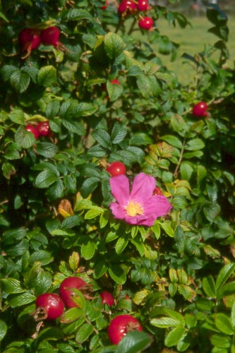 The scent of wild roses could be intoxicating.