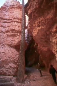 Wall Street in Bryce Canyon Natl. Park